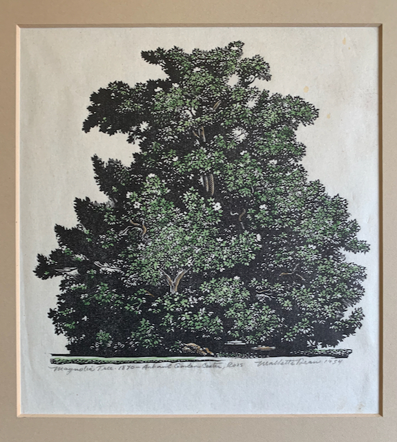 Magnolia Tree - 1870 - Art and Garden Center, Ross